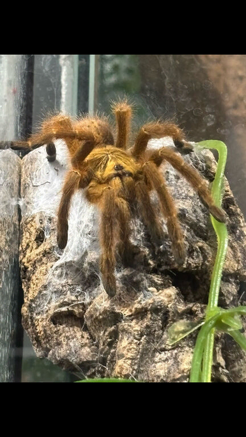 OBT Old World Tarantula