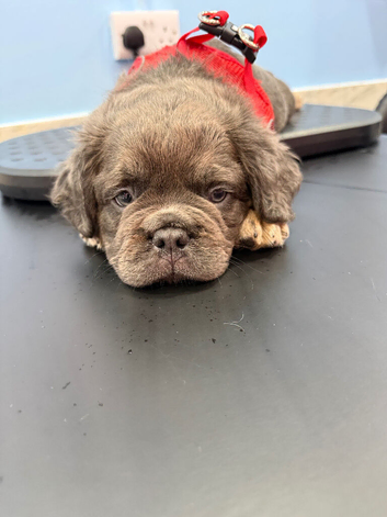 Chocolate Male Fluffy French Bulldog