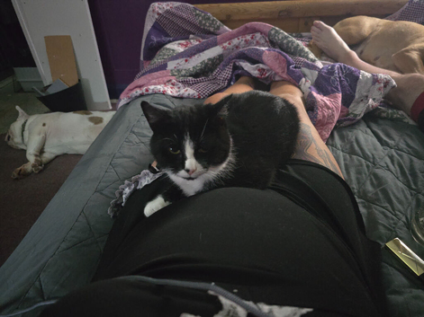 Female Kitten and Adult Male