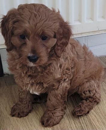 F1 Cavapoo 1st Generation