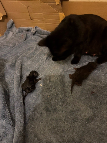 Kittens for sale