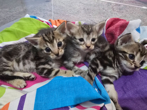 Boy tabby kitten for sale