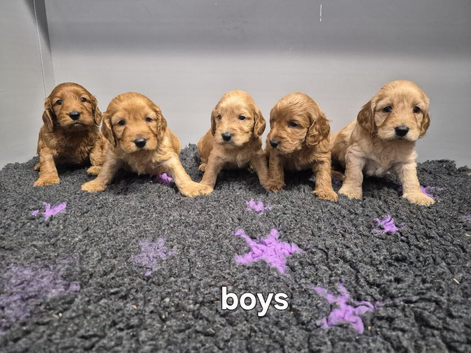 Beautiful cockapoo pups &pound;600