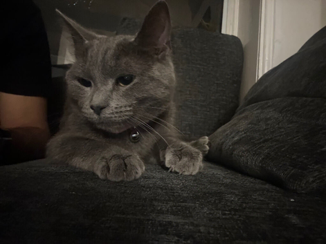 Russian Blue cat for sale