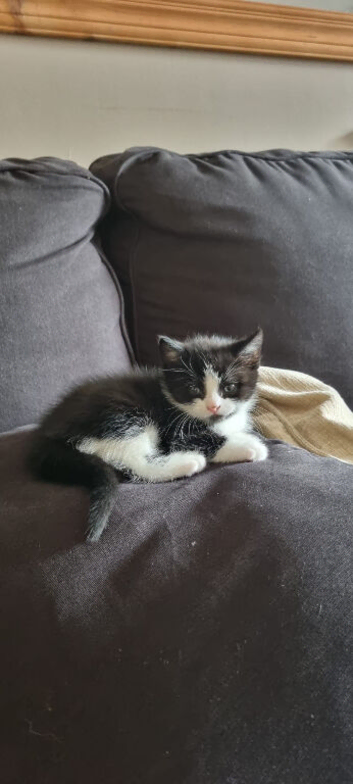 4 Beautiful kitties for sale!
