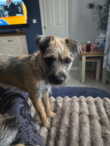Border terrier bitch