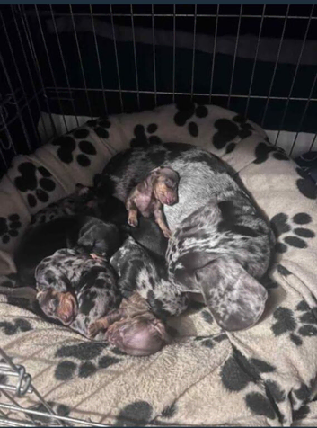 Blue Merle Puppies &ndash; 2 Girls & 1 Boy