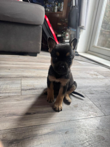 frenchie cross malinois