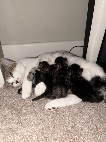 4 Beautiful American Shorthair Kittens for Sale