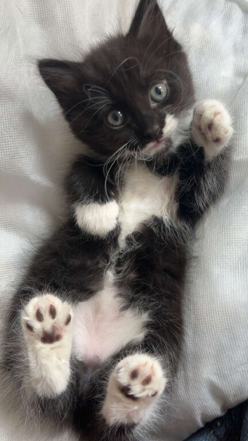 Beautiful Black and White Maine coon X kittens