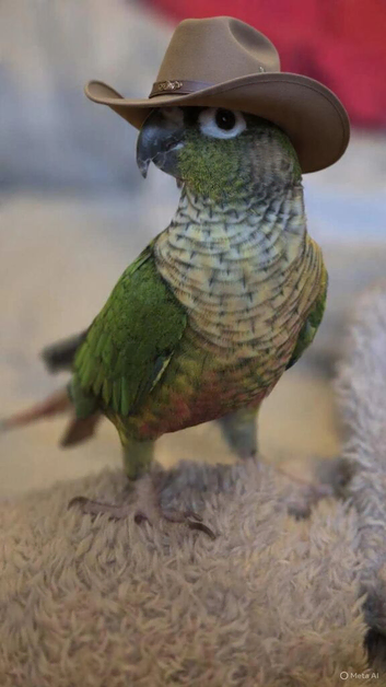 Green cheek conure