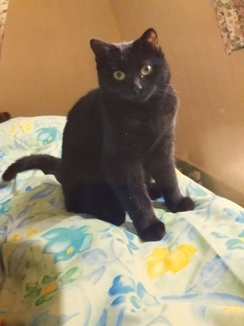 Missing cat