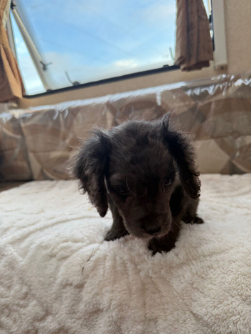 Cocker spaniel