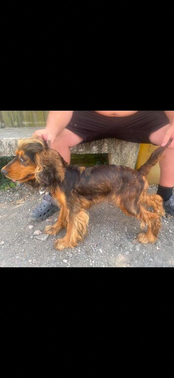 Cocker spaniel puppies