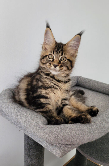 Tica registered maine coon kittens