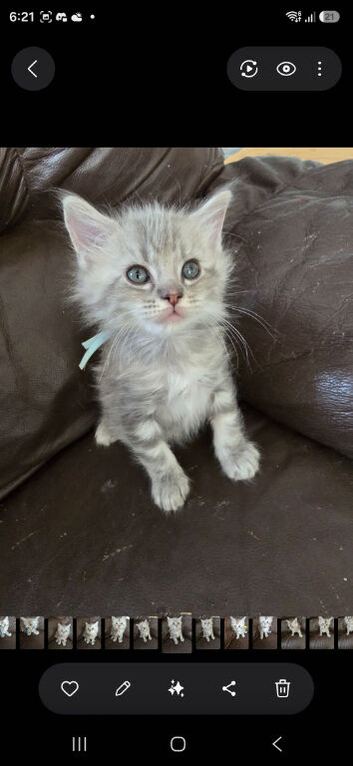 Ragdoll  x maincoon