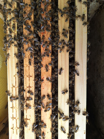 5 frame nuc of bees For sale