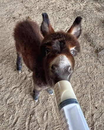 Handsome Dark Brown Male Miniature Donkey &ndash; Friendly & Well Handled