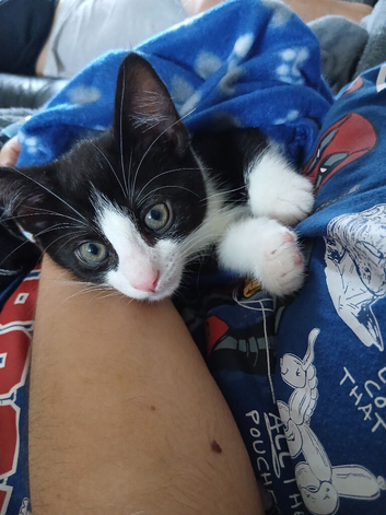 Kitten
