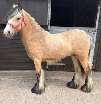 Super smart cob