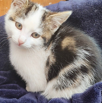Kitten for sale 9 weeks old