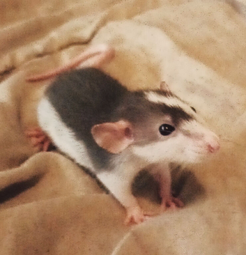 BABIES BORN TODAY.3 males left 10 WEEK OLD LAST 3 (litter due any day put your names down now)These are amazing and the most docile rats ever GiaNt ea
