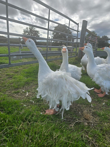 Sebastopol Geese