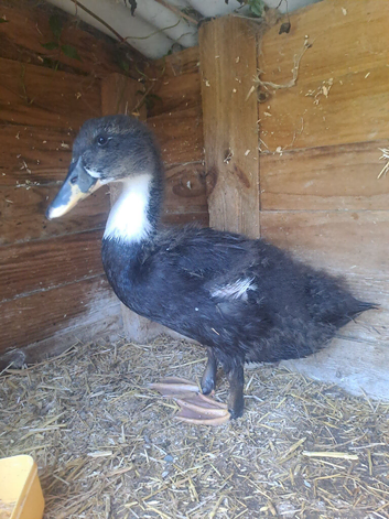 Male duck