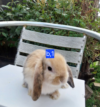 Mini lops for sale