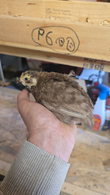 cortonix quails, poultry & quail hatching eggs