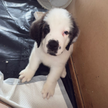 Last female Saint Bernard puppy READY TO LEAVE NOW