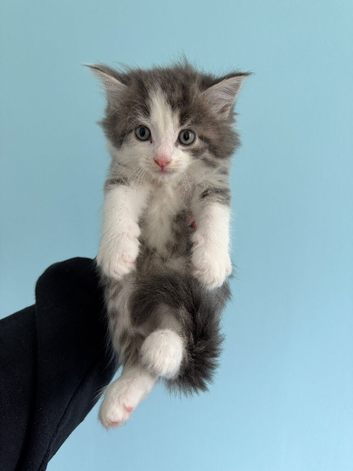 6 kittens