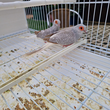 Diamond doves