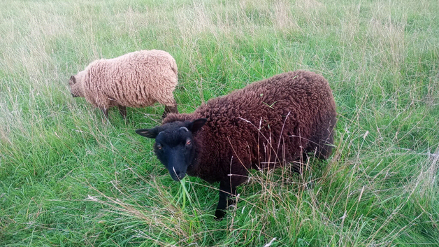 SNAP, CRACKLE AND POP Lovely Castrated Shetland Boys