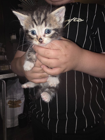 4 kittens