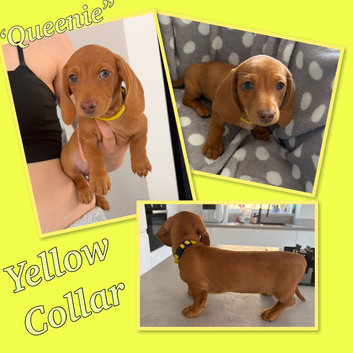 Miniature dachshund