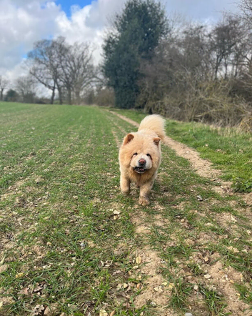 1 year Old Chow Chow Male