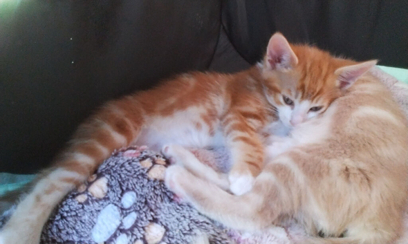 Kittens