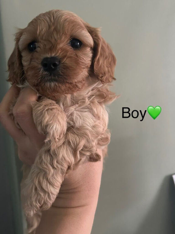 Beautiful Cockapoo Puppies Ready For New Homes