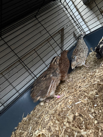 Trio of quails