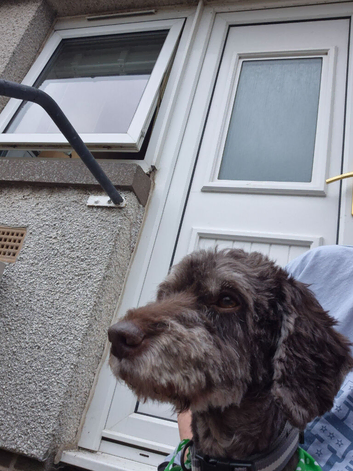 Cockapoo for sale