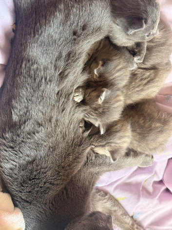 Beautiful little of Russian blue mixes