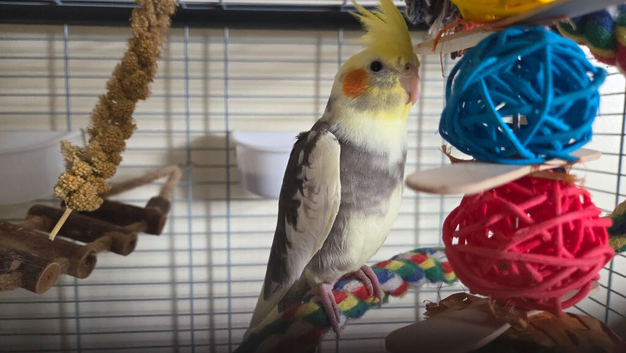 12 weeks old male cockatiel