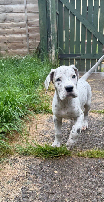 Beautiful Great Dane pups for sale ready in 2 weeks