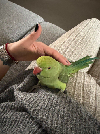 Indian ring neck
