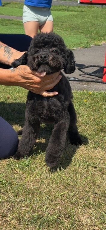 11 months old toy poodle
