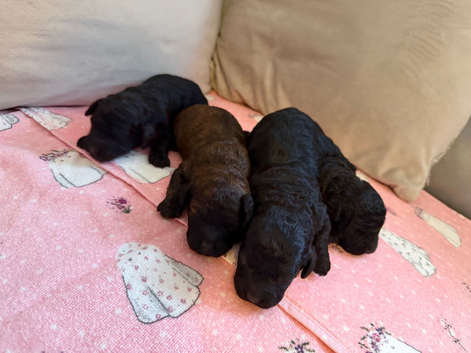 Shihpoo puppies for sale