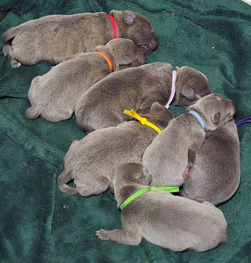7 Beautiful Blue Staffies