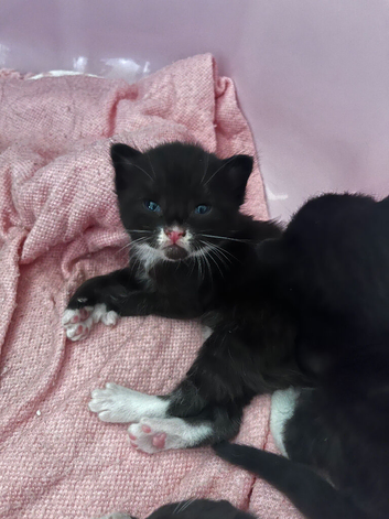 5 beautiful tuxedo kittens!