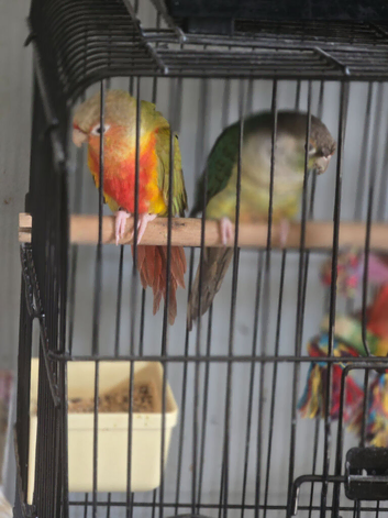 Pine  apple conures